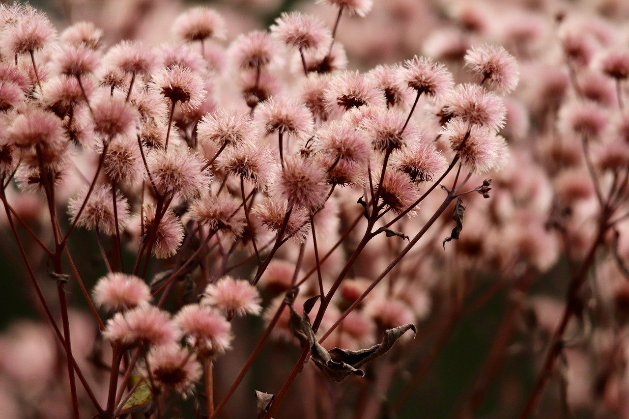 微信号码批发：石家庄鹿泉区商标注册代理