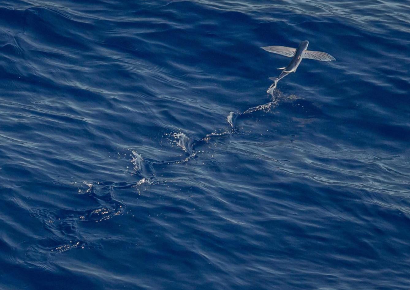 丰信移动实名账号:流量卡支持哪些手机厂商和机型?