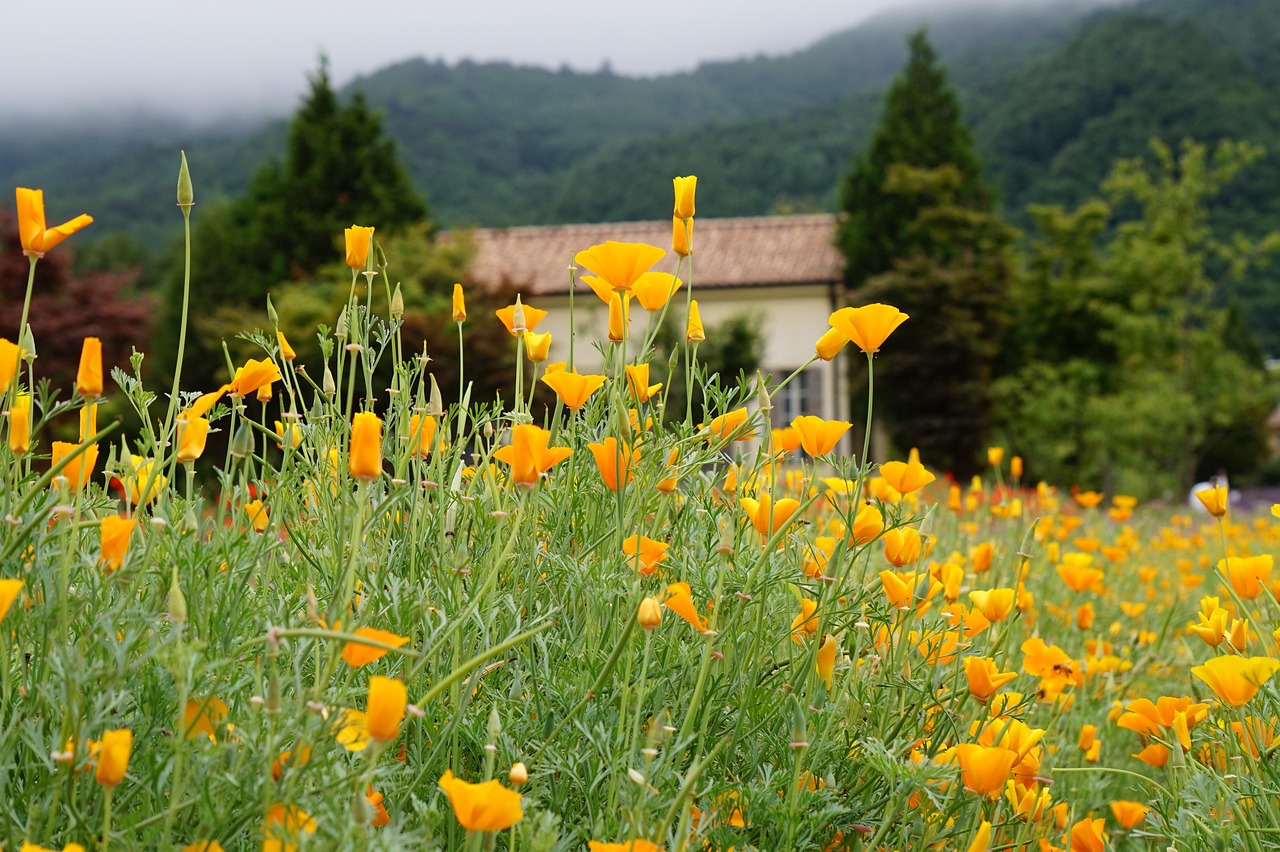 DDOS接单平台|萤石购买平台